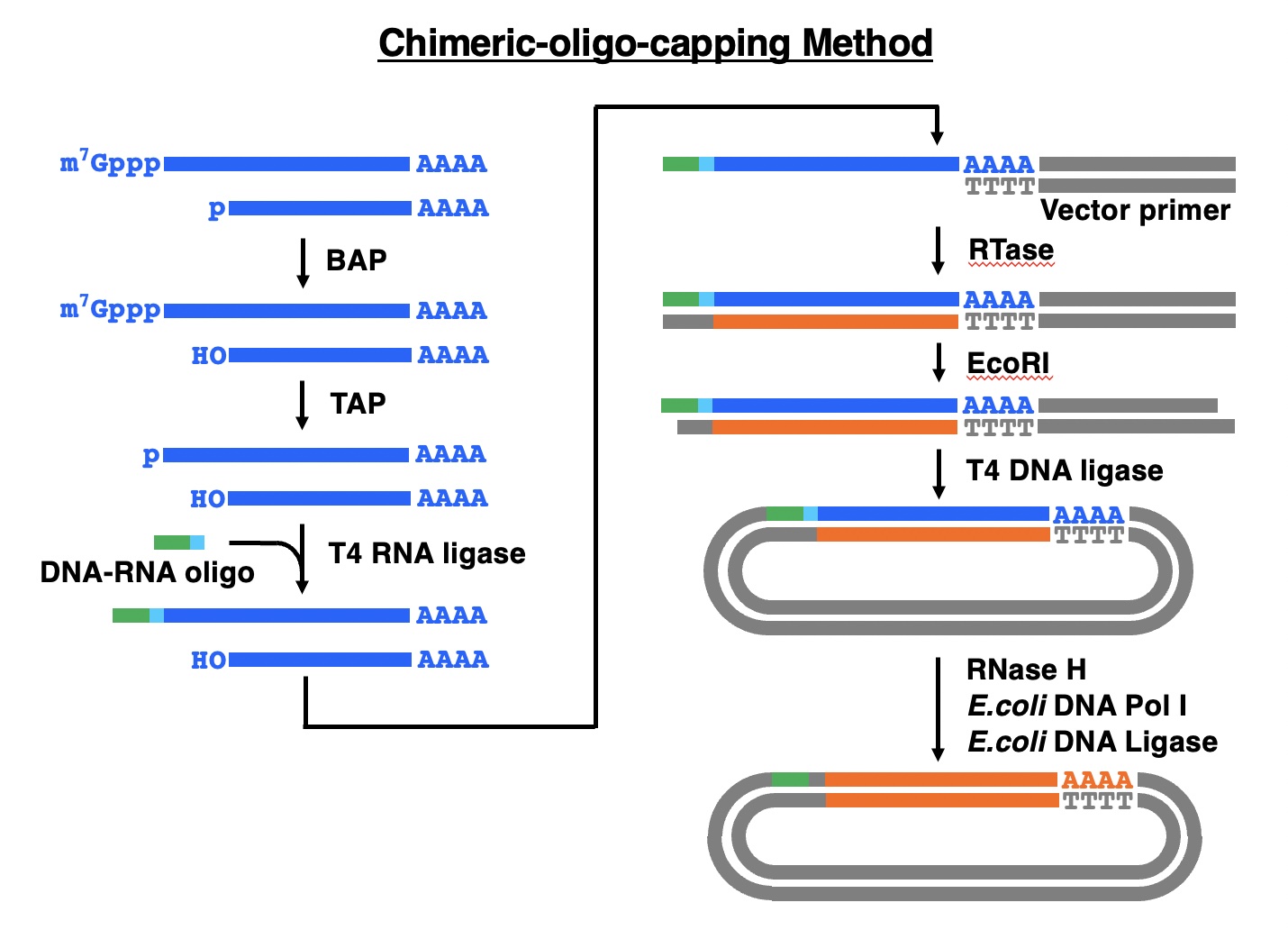 Chimeric-oligo-capping method